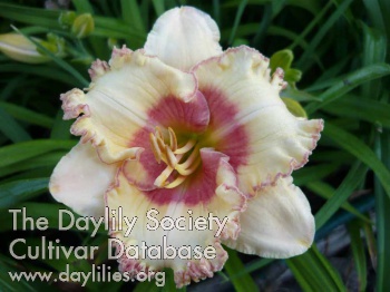 Daylily Sudetic Queen Mother
